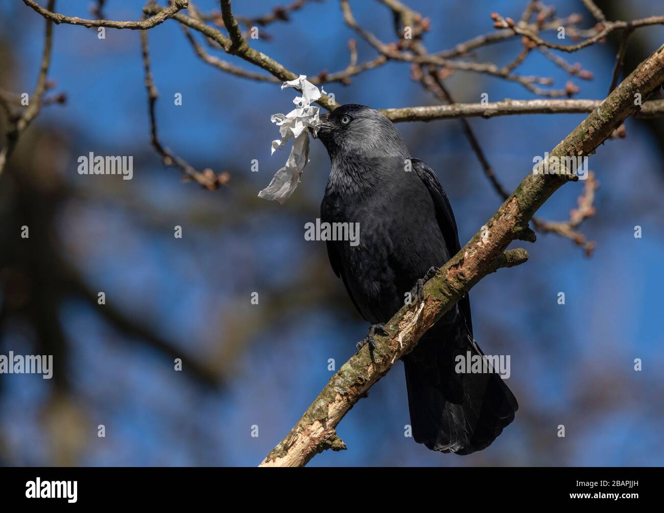 Jackdaw, Corvus monidula, che tiene il tessuto usato, in quercia. Foto Stock