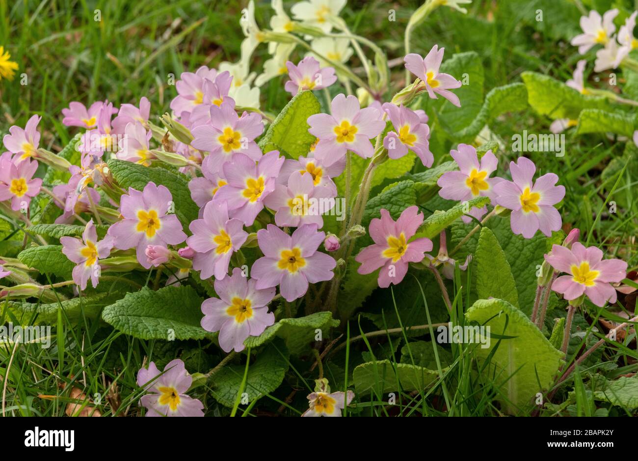 Primula vulgaris, primula comune, in misto rosa e giallo normale, bordo del bosco, Dorset. Foto Stock