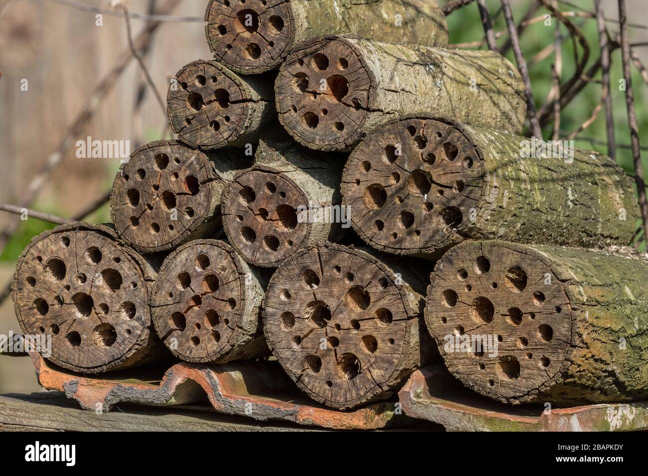 Mucchio di tronchi perforati per fare case adatte per api solitarie. Foto Stock