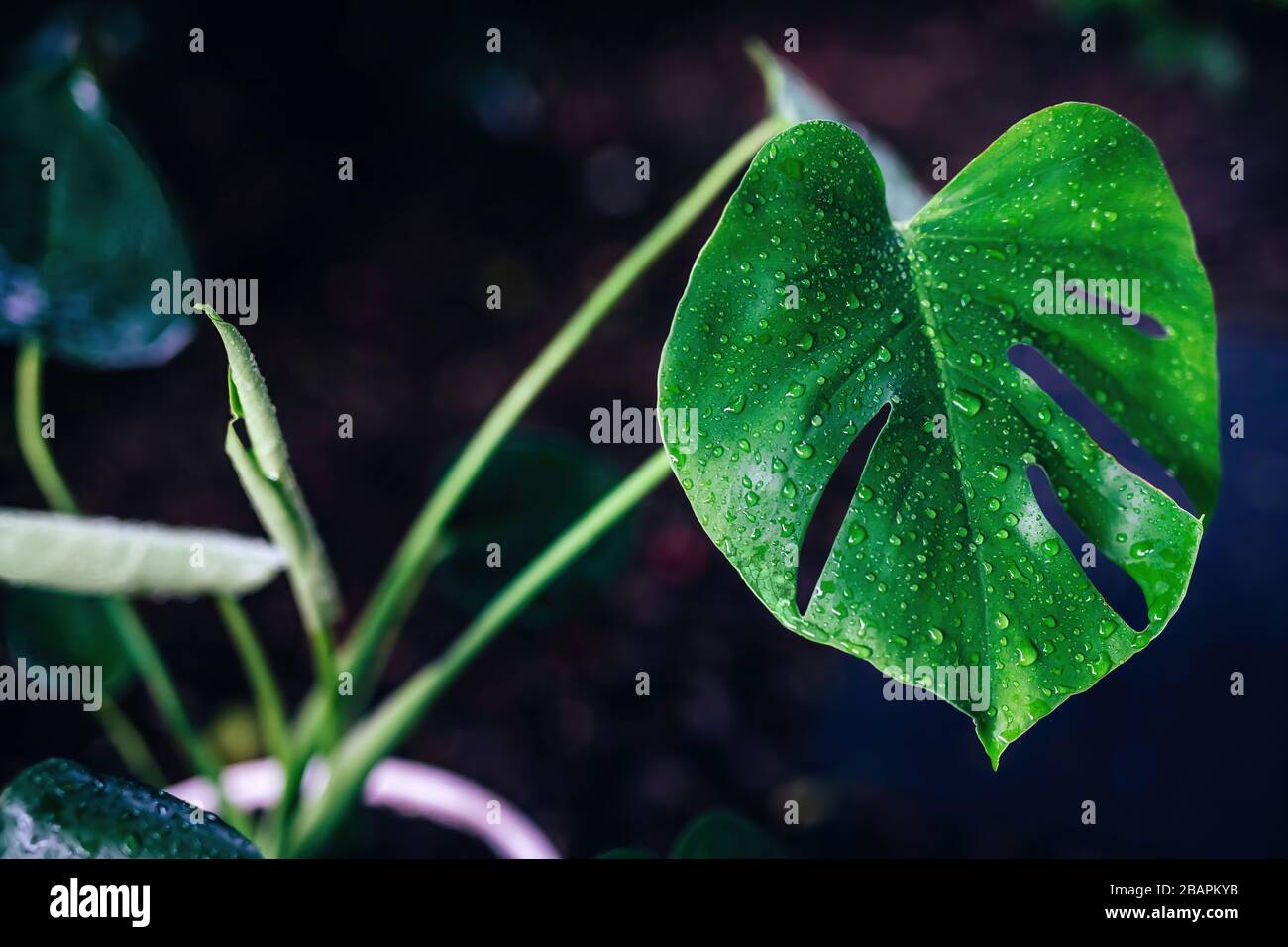 Foglie di monstera dopo pioggia con gocce d'acqua, primo piano. Sfondo scuro. Foto Stock