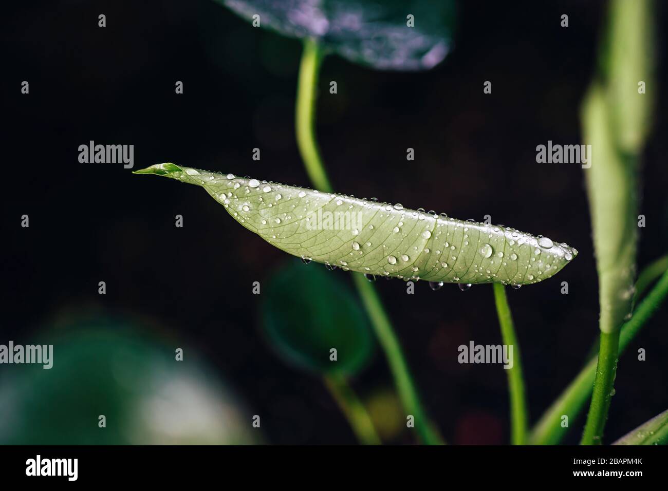 Foglie di monstera dopo pioggia con gocce d'acqua, primo piano. Sfondo scuro. Foto Stock