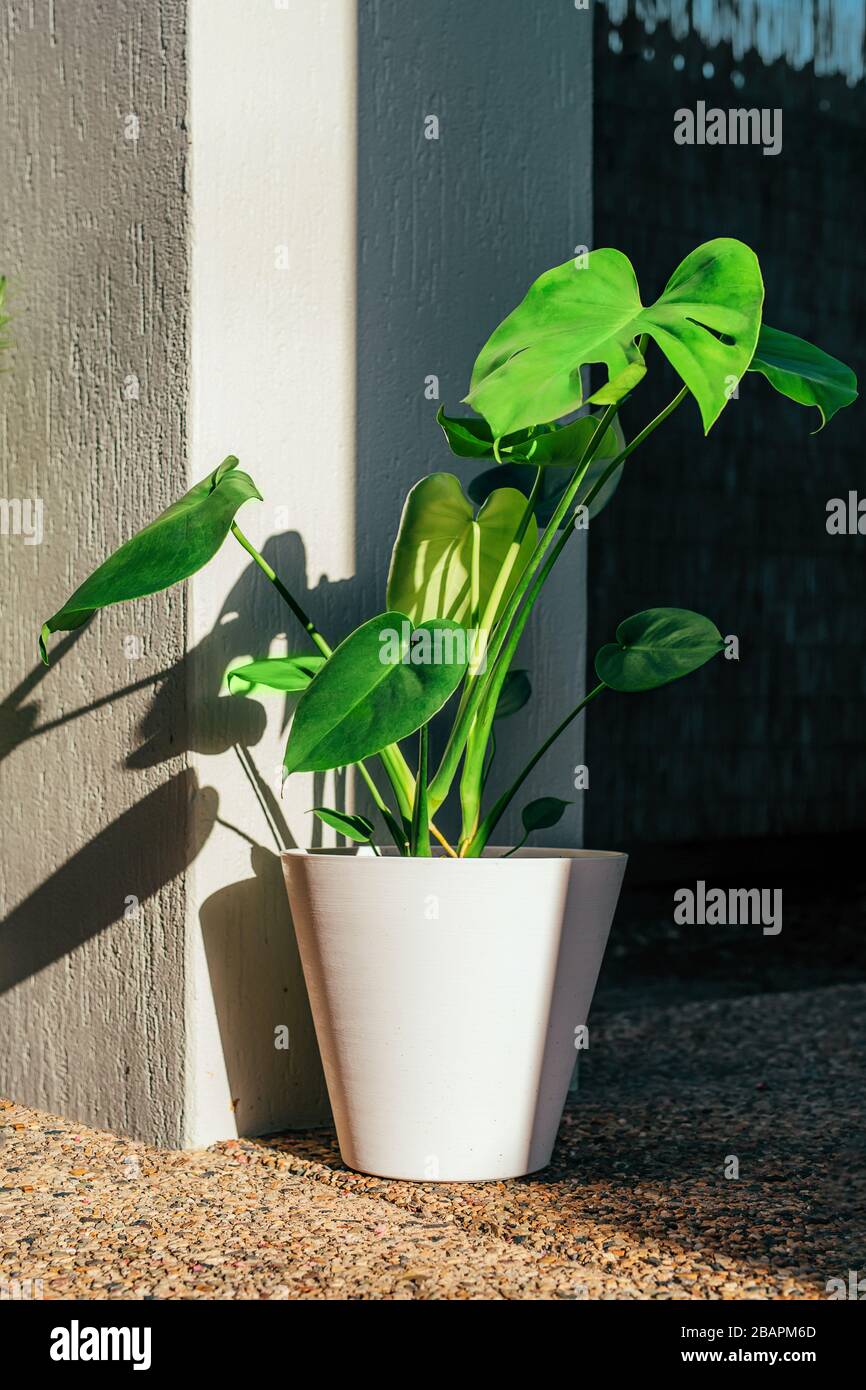 Giovane pianta monstera in vaso bianco sulla terrazza nel giardino con luce solare e ombra. Foto Stock