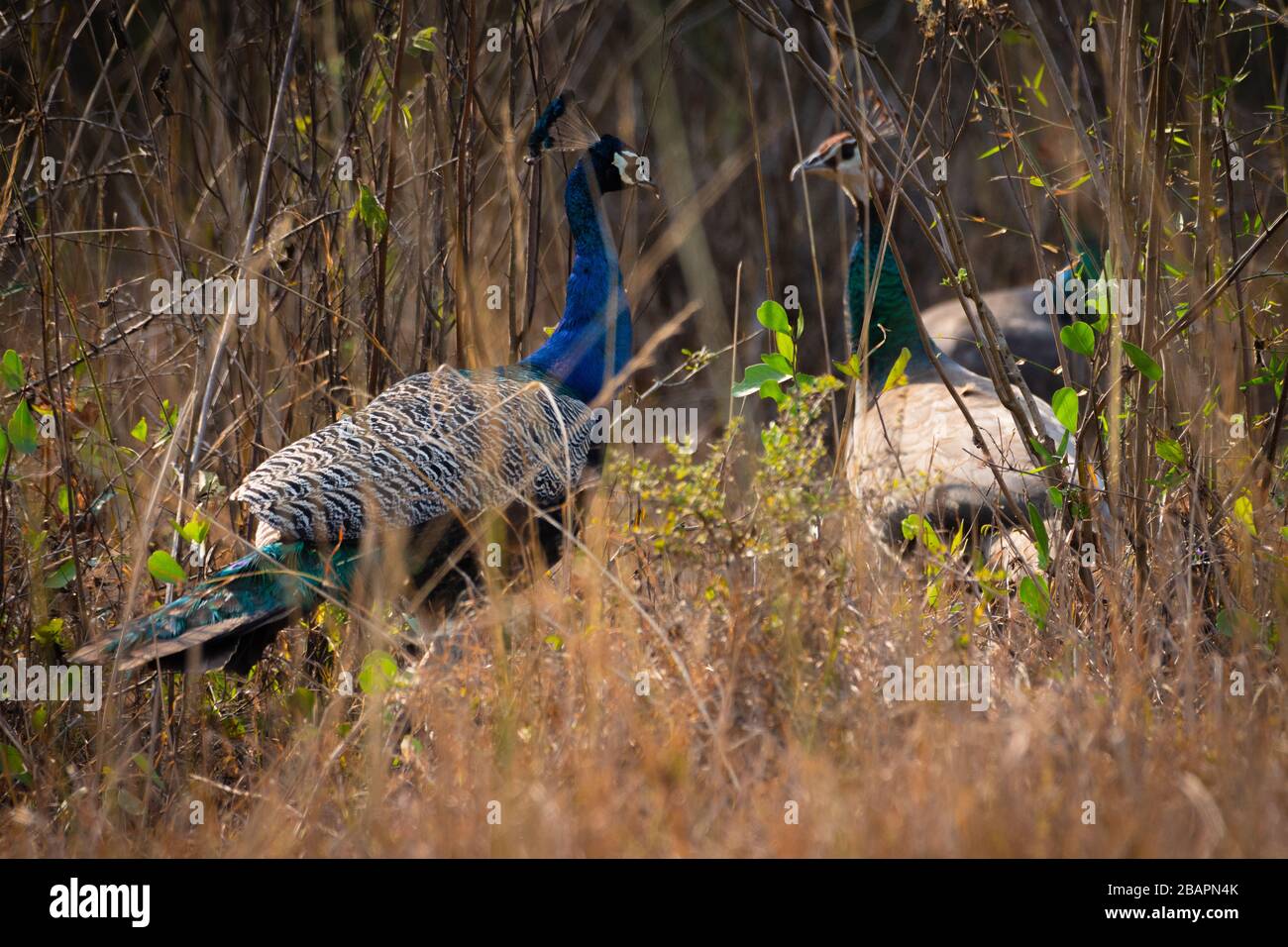 Un Peacock e Peahen si guardano l'un l'altro nei cespugli Foto Stock