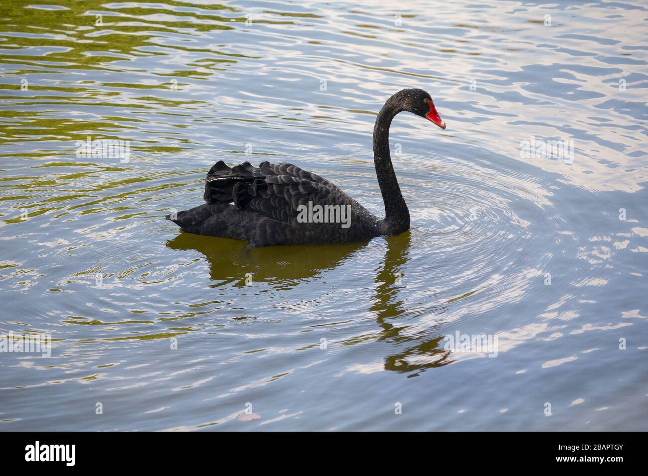 Il bellissimo cigno nero nuota sul lago. Natura Foto Stock