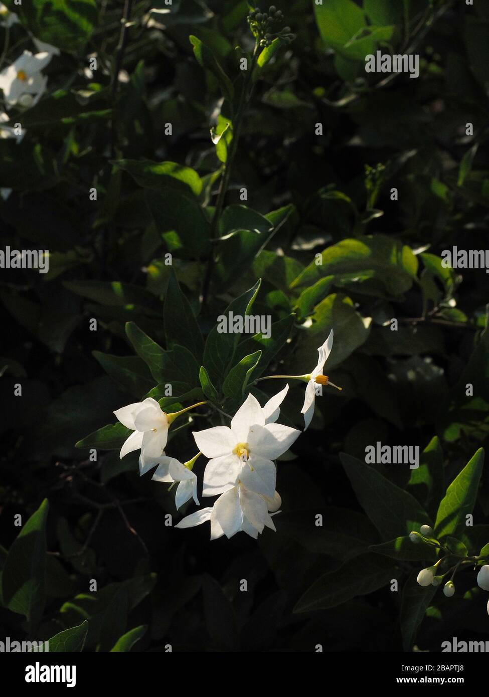 Solanum laxum, comunemente noto come vite di patate, climber di patate o jasmine fiore all'ombra, Umbria, Italia, Europa Foto Stock