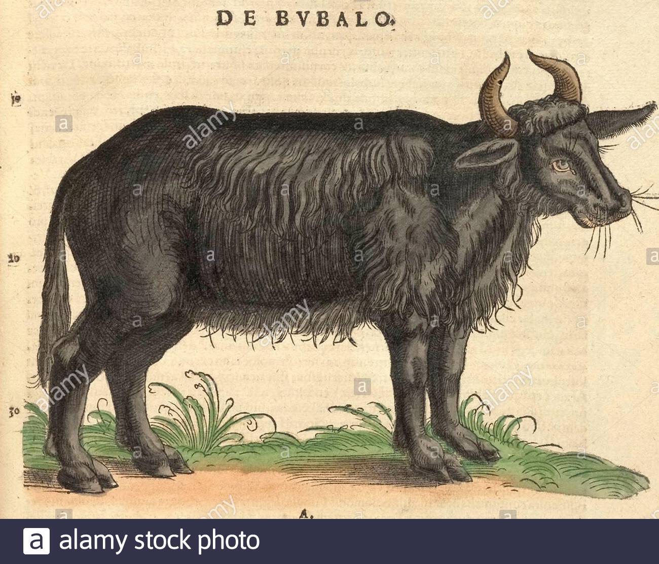 Buffalo, illustrazione vintage pubblicata nel 1551. Conrad Gessner. Foto Stock