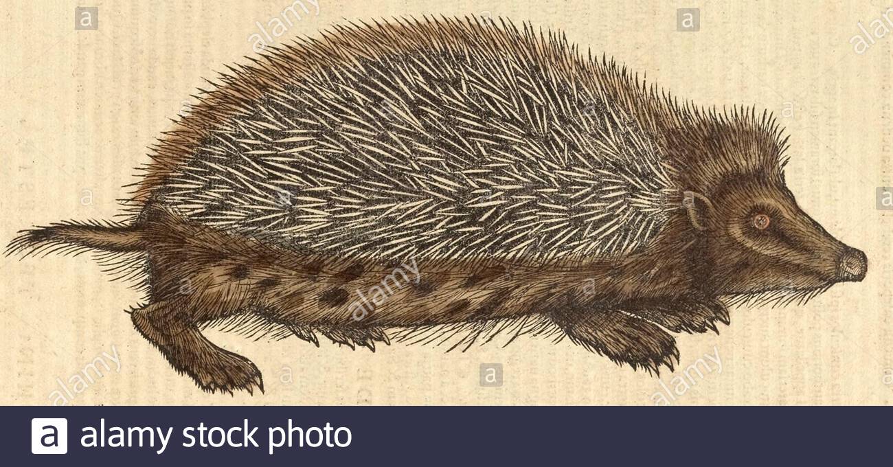 Hedgehog (Erinaceus europaeus), illustrazione d'epoca pubblicata nel 1551. Conrad Gessner. Foto Stock