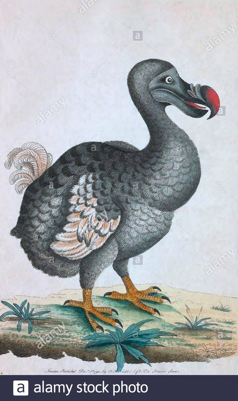Dodo (Raphus cucullatus), illustrazione d'annata pubblicata nella Miscellanea del naturalista dal 1789. Il Dodo è una specie di uccelli senza luce endemica dell'isola di Mauritius che si estinguì a metà del XVII secolo. Foto Stock