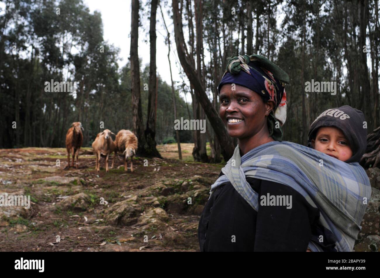 Monte Entoto Eucalipto Foresta sopra Addis Abeba, Etiopia. Le foreste sacre dell'Etiopia del nord. La tradizione delle donne che raccolgono e trasportano en Foto Stock