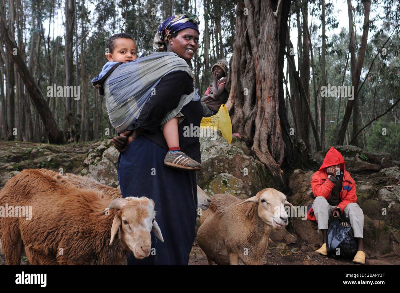 Monte Entoto Eucalipto Foresta sopra Addis Abeba, Etiopia. Le foreste sacre dell'Etiopia del nord. La tradizione delle donne che raccolgono e trasportano en Foto Stock