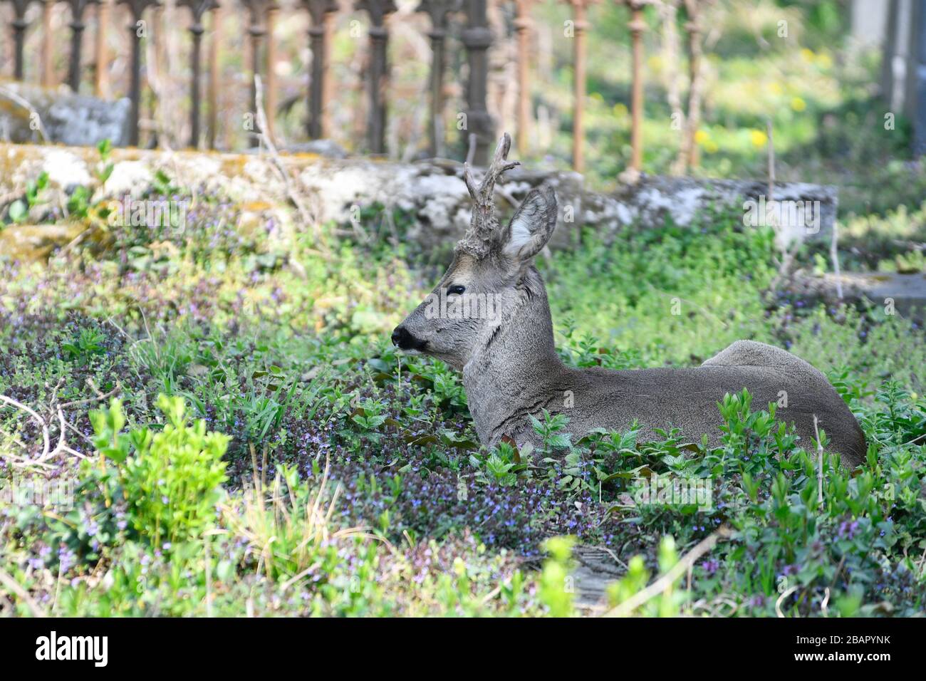 Vienna, Austria. 29th marzo 2020. Il capriolo (Capreolus) gode delle miti temperature primaverili del cimitero centrale di Vienna. Credit: Franz PERC / Alamy Live News Foto Stock