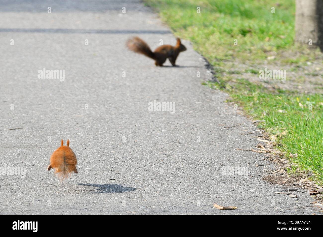 Vienna, Austria. 29 marzo 2020. Gli scoiattoli (Sciurus) godono delle miti temperature primaverili al cimitero centrale di Vienna. Credit: Franz PERC / Alamy Live News Foto Stock