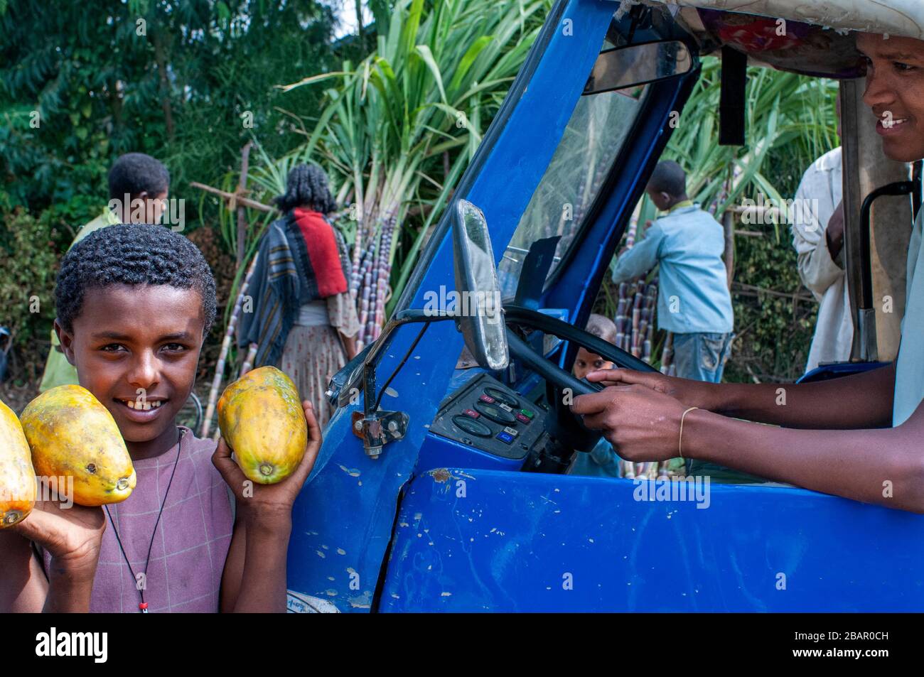 Strada tra da Wukro a Mekele, Etiopia. Molti lavoratori che tagliare canne da zucchero sulla strada da Wukro a Mekele. In Wukro, nel Tigray, nord o Foto Stock