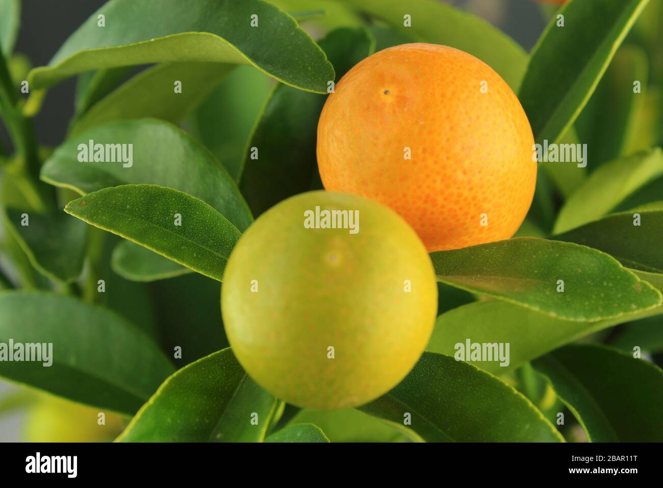 Kumquat frutti su un kumquat tree (citrus japonica) Foto Stock