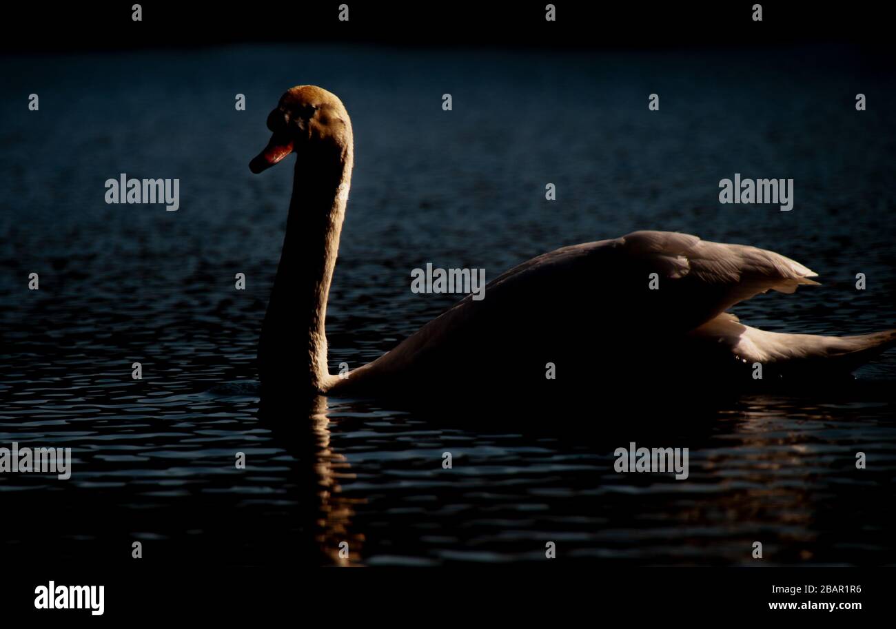 Swan Lake Rim Light Silhouette nuoto Ripples Foto Stock