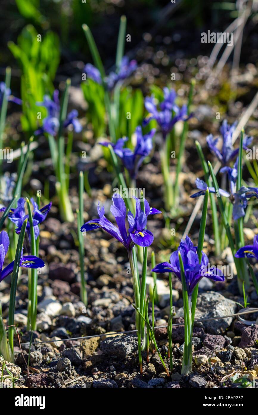 Golden netted iris (Iris reticulata) fuoco selettivo Foto Stock