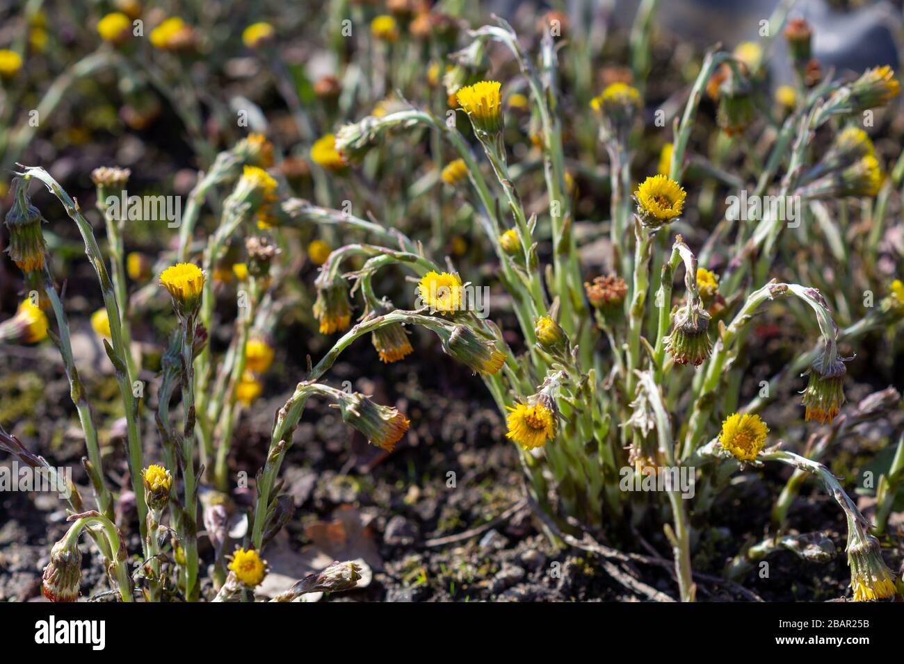 Fuoco selettivo per coltsfoot (Tussilago farfarfarfarfarfarfarfarfarfarfarfarfara) Foto Stock