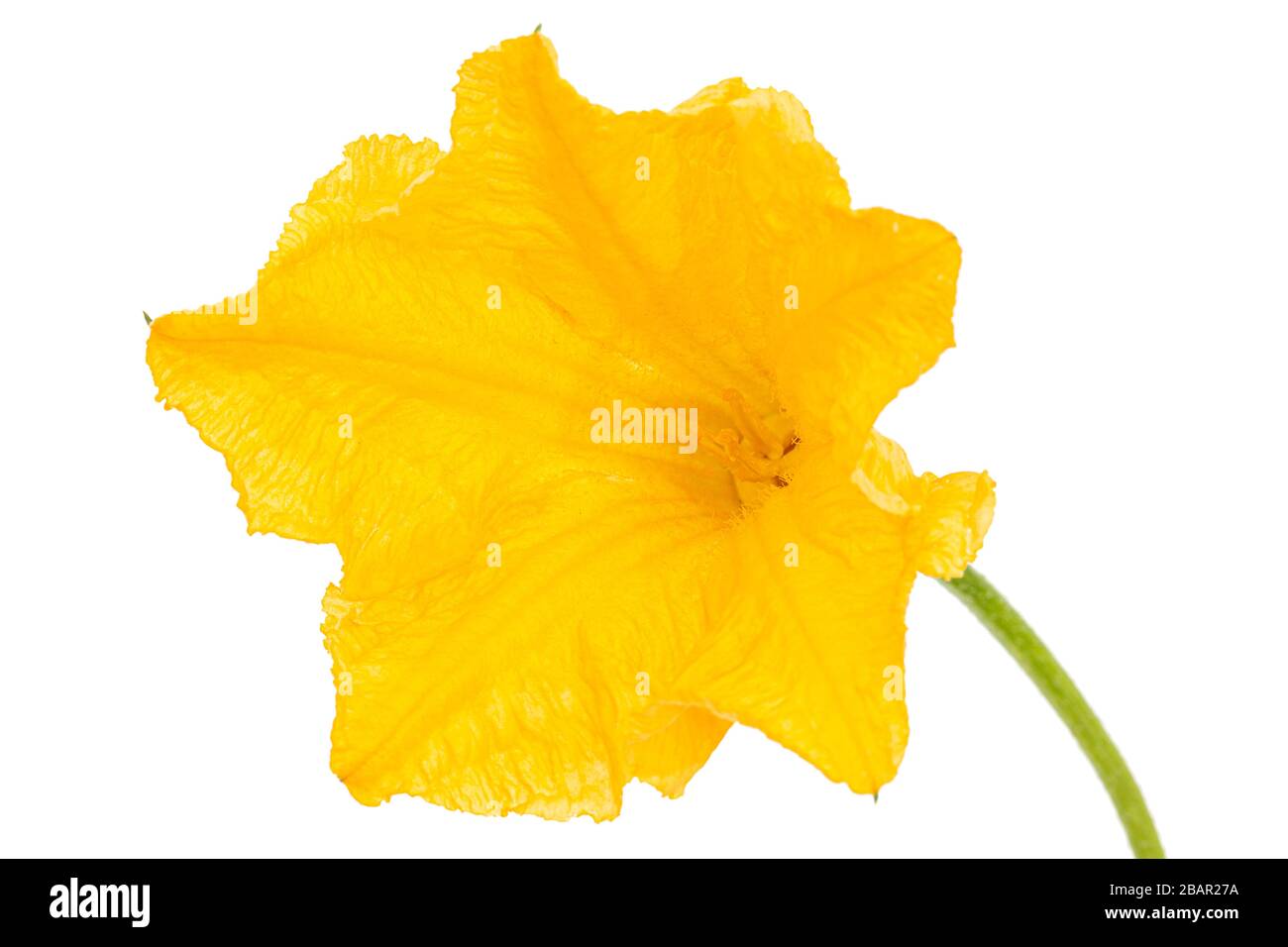 Fiore giallo di zucca, isolato su sfondo bianco Foto Stock