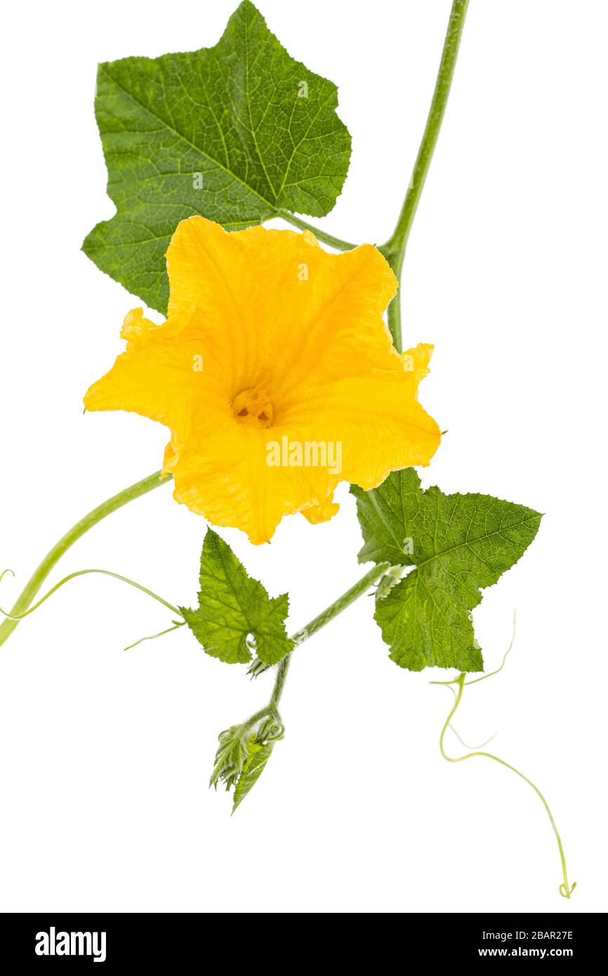 Fiore giallo di zucca, isolato su sfondo bianco Foto Stock