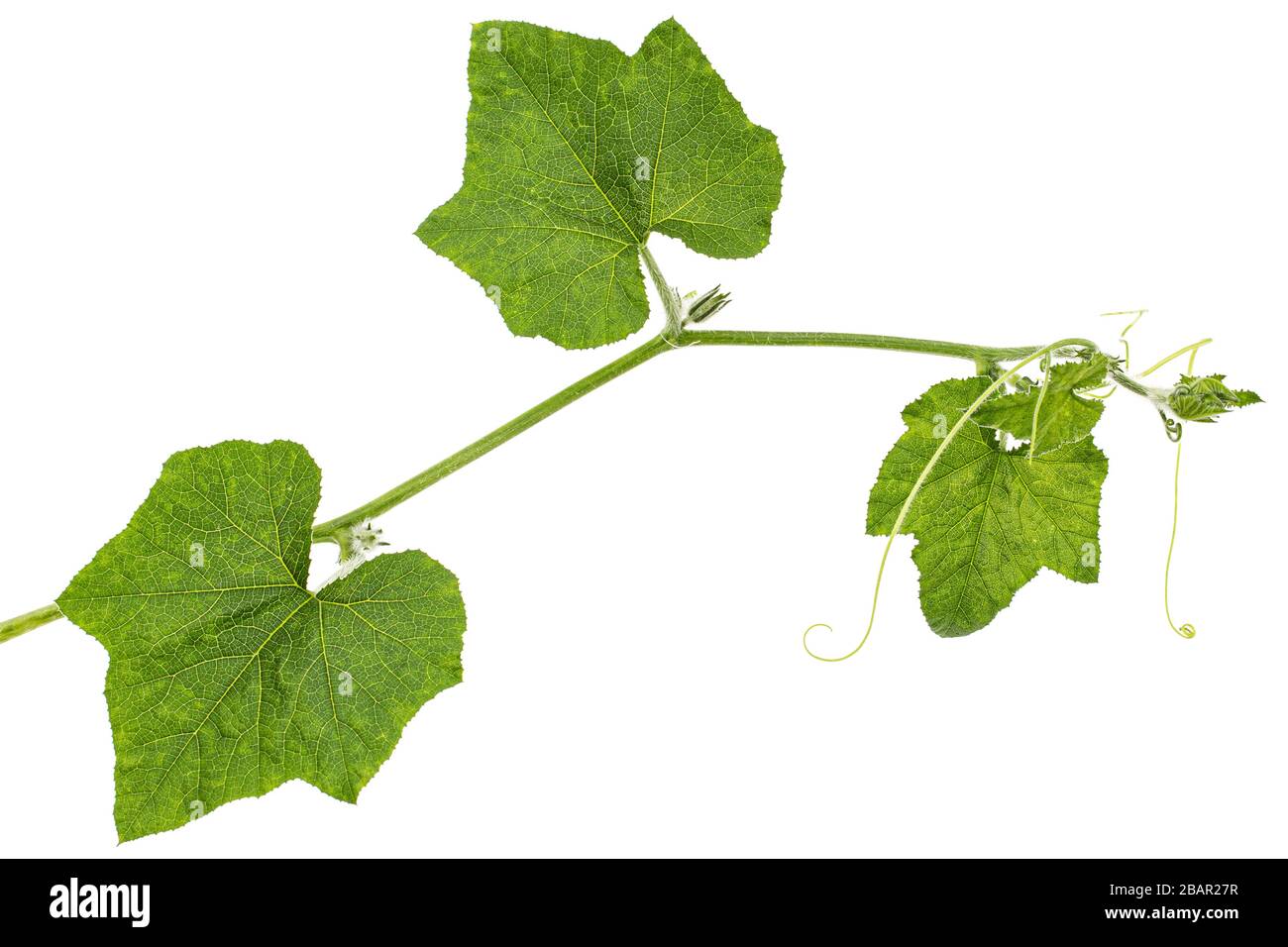 Verde fogliame di zucca, isolato su sfondo bianco Foto Stock