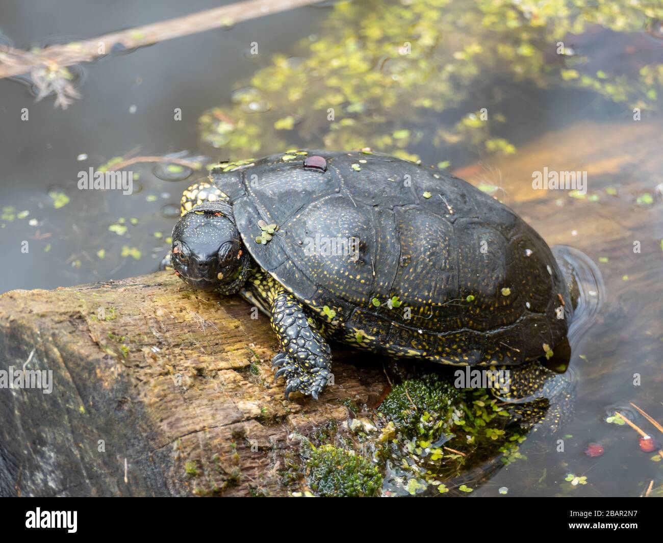 Tartaruga europea stagno (Emys orbicularis) prendere il sole su un tronco di albero Foto Stock