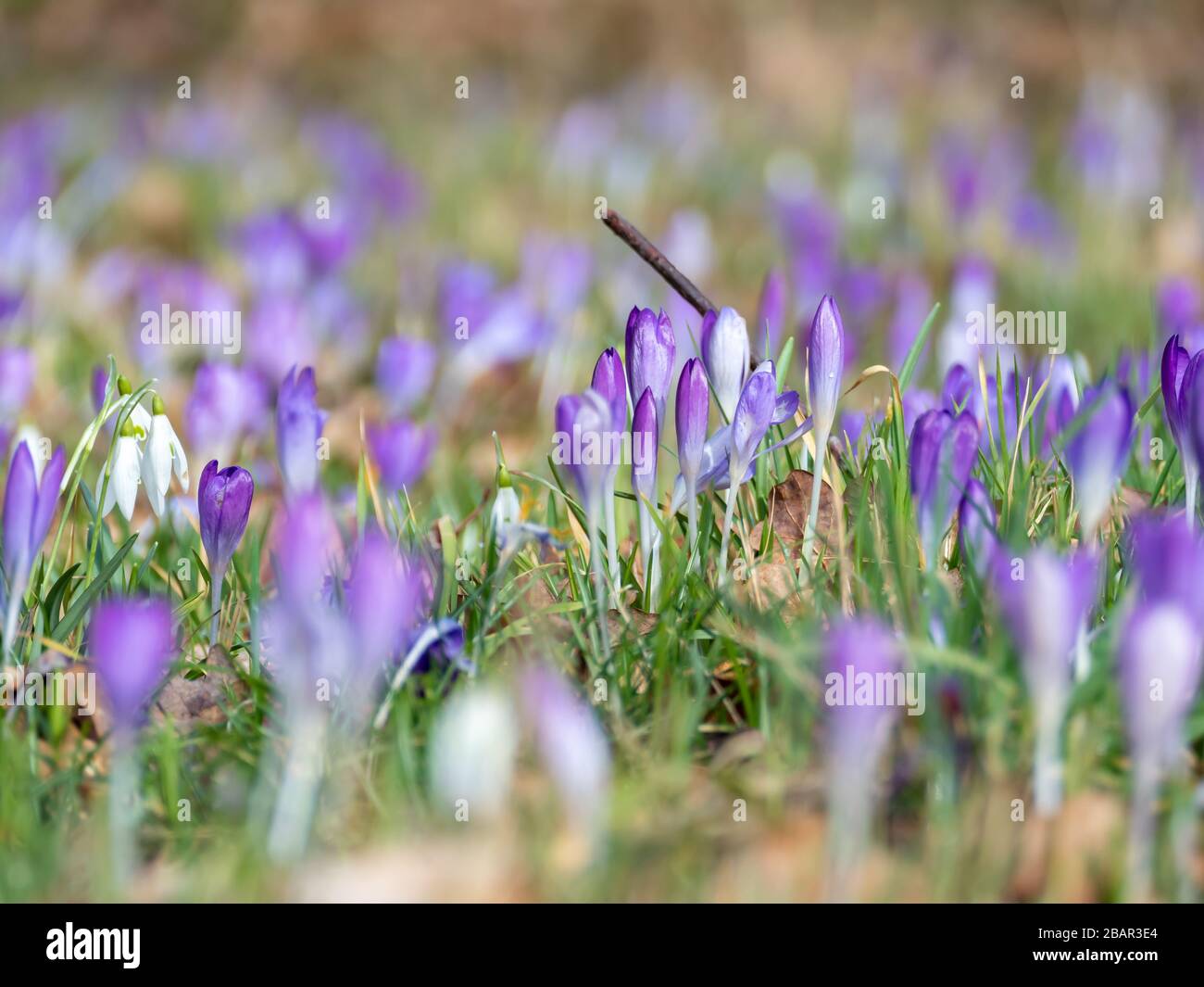 croccole di primavera viola nel fuoco selettivo dei fiori Foto Stock