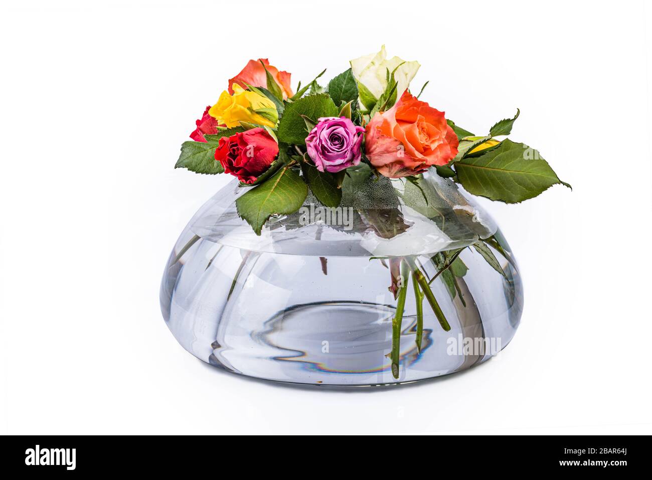bella close-up rose multicolore in un vaso trasparente su sfondo bianco Foto Stock