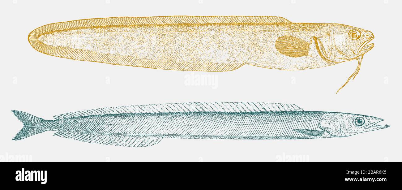 Cusk-eel a righe ophidion marginatum e lance di sabbia americana ammodytes americanus in vista laterale Illustrazione Vettoriale