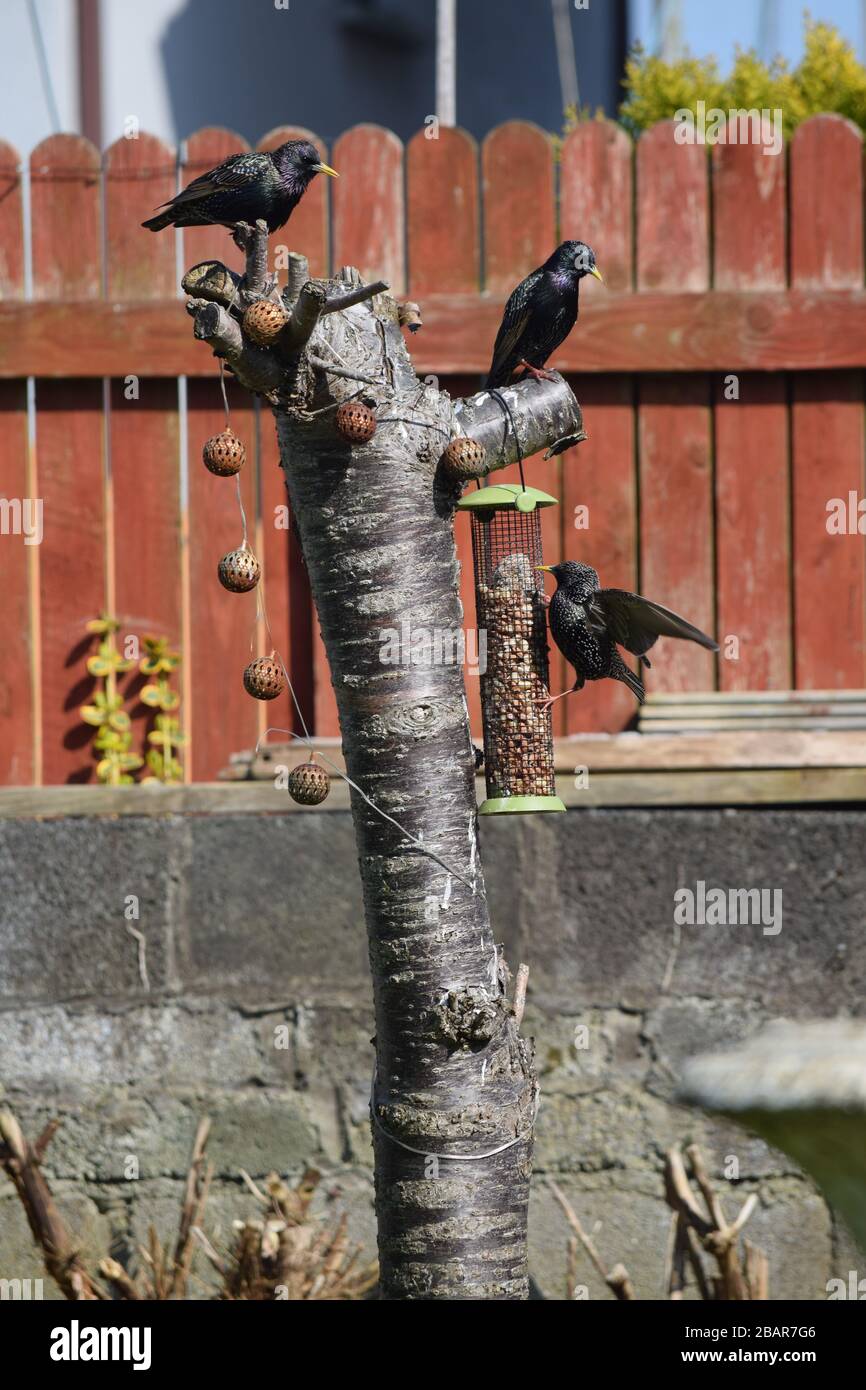 Starlings, praticando il buon distanziamento sociale mentre alla stazione di alimentazione nel mio giardino posteriore Foto Stock