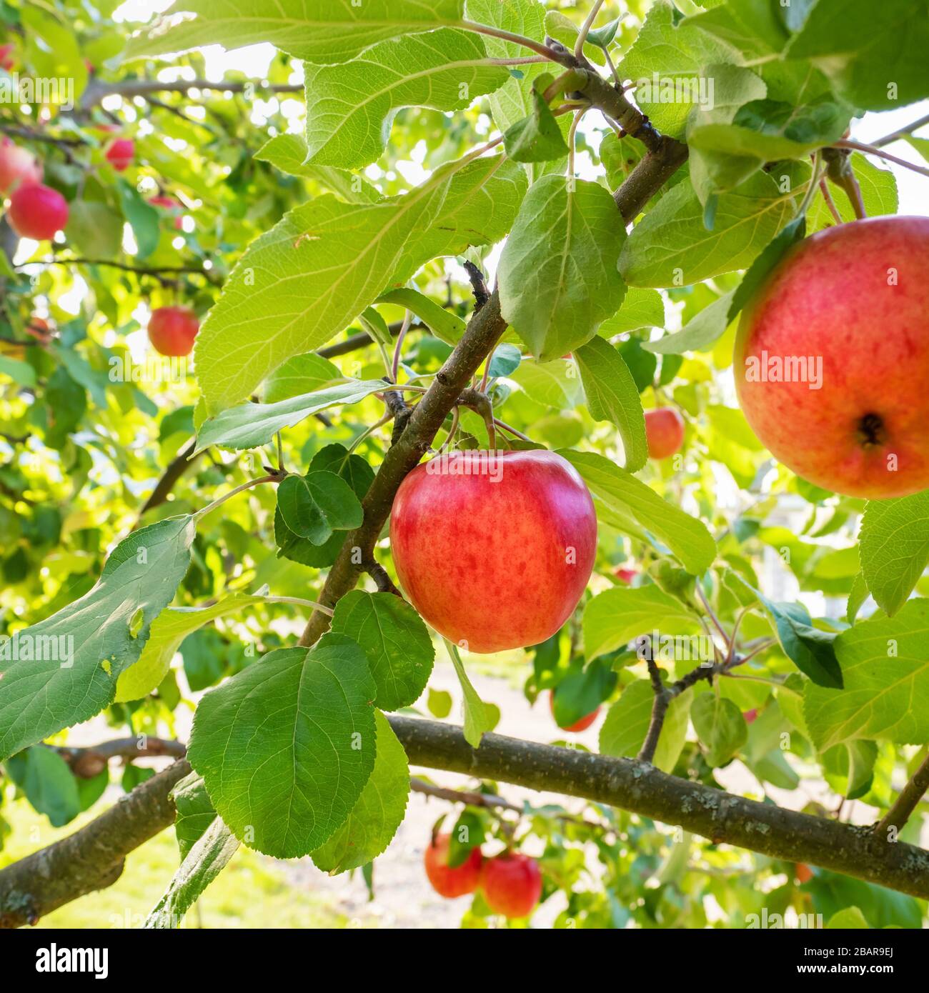 Mele rosse sul melo Foto Stock