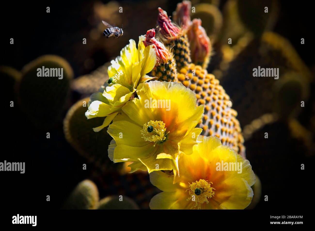 Pera prickly in fiore con un'ape impollinante nel Karoo, Sudafrica Foto Stock