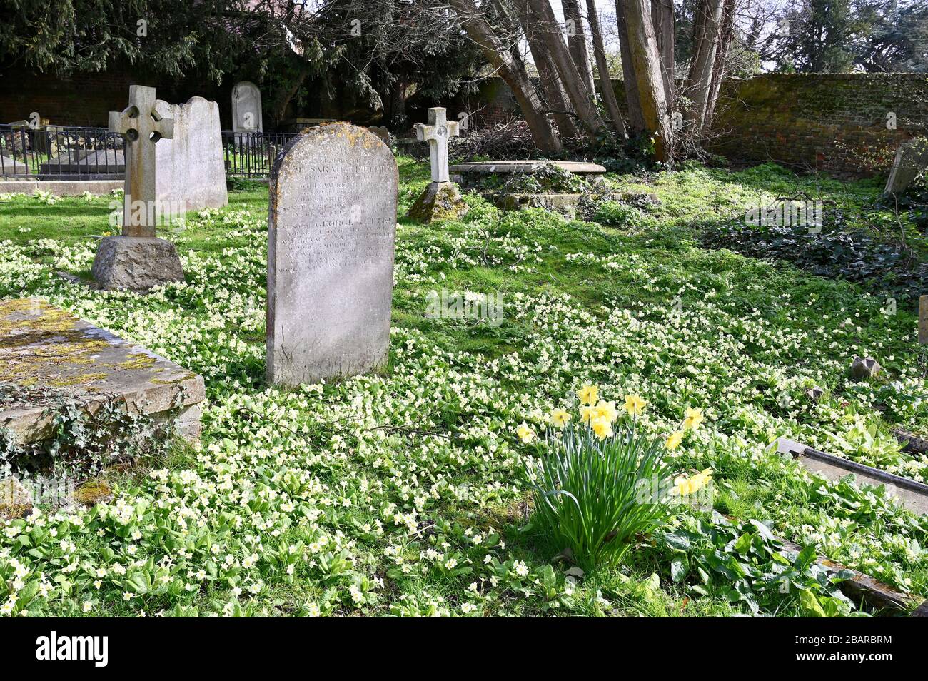 Narcisi e primrose in un cimitero. Chiesa parrocchiale di San Giacomo, North Cray, Kent. REGNO UNITO Foto Stock