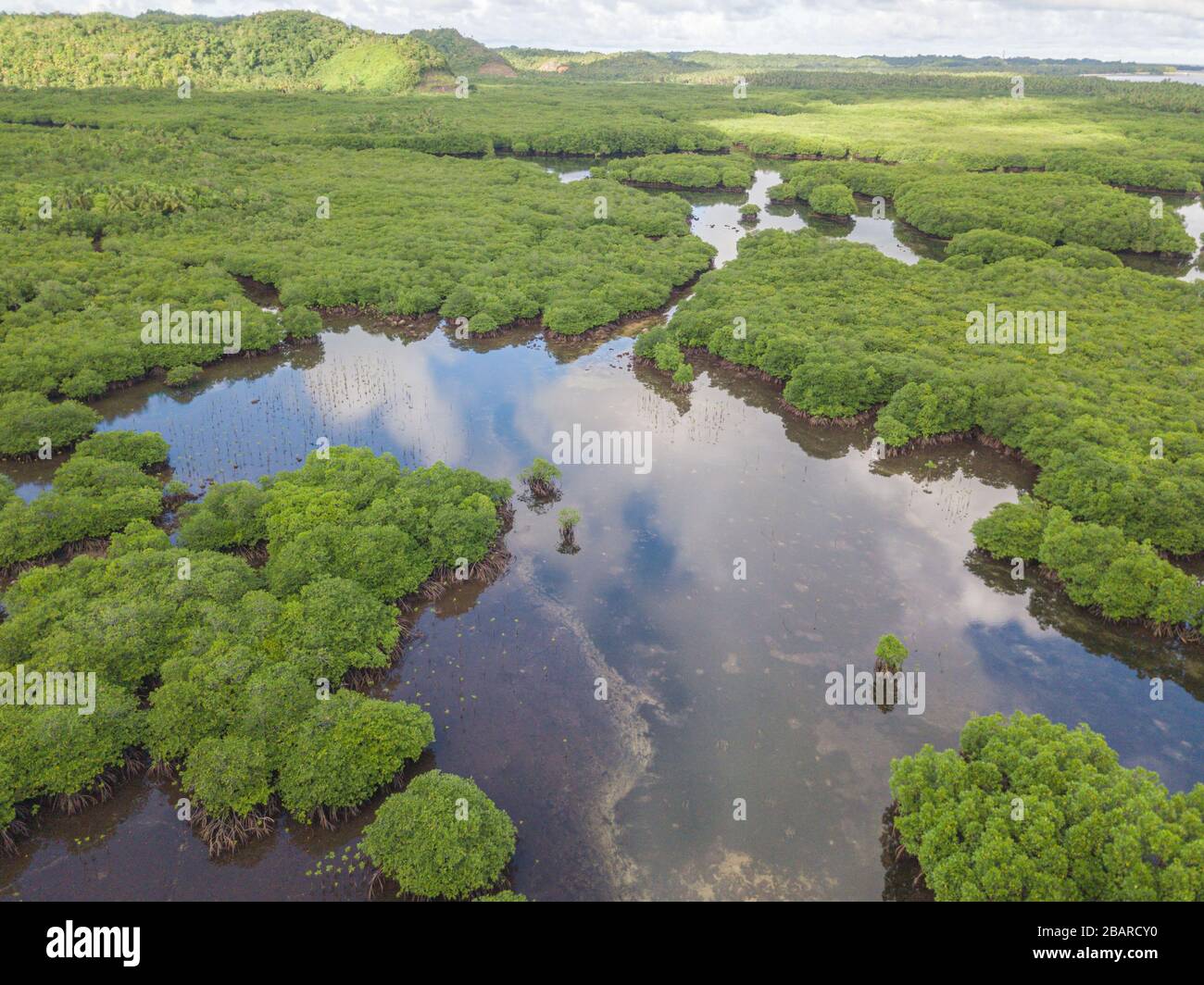 Antenna di una foresta di mangrovie sull'isola di Siargao Foto Stock