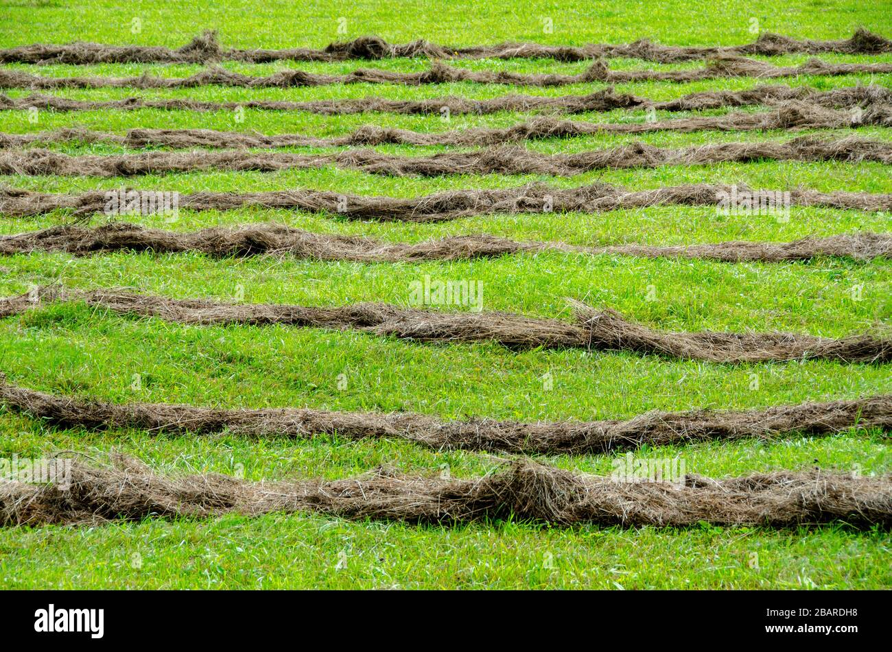 falciatura naturale dell'erba per il fieno del bestiame Foto Stock