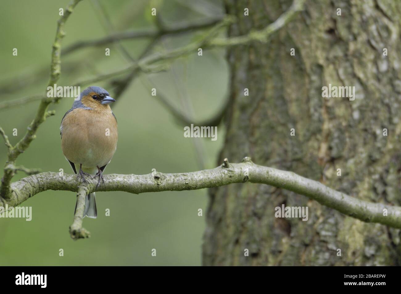 Europeo Chaffinch - comune Chaffinch (Fringilla coelebs) maschio arroccato su un ramo in inverno Belgio Foto Stock