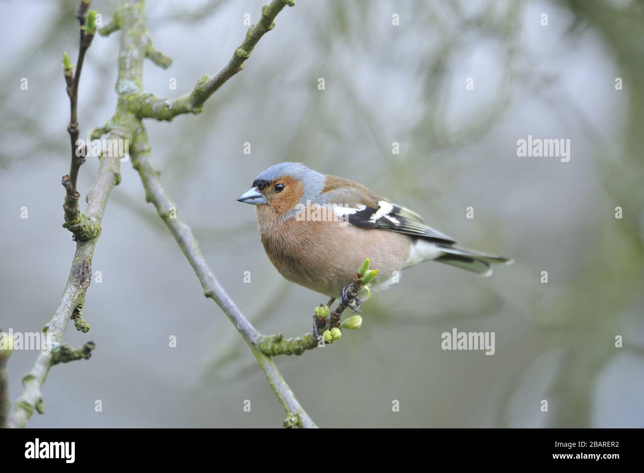 Europeo Chaffinch - comune Chaffinch (Fringilla coelebs) maschio arroccato su un ramo in inverno Belgio Foto Stock