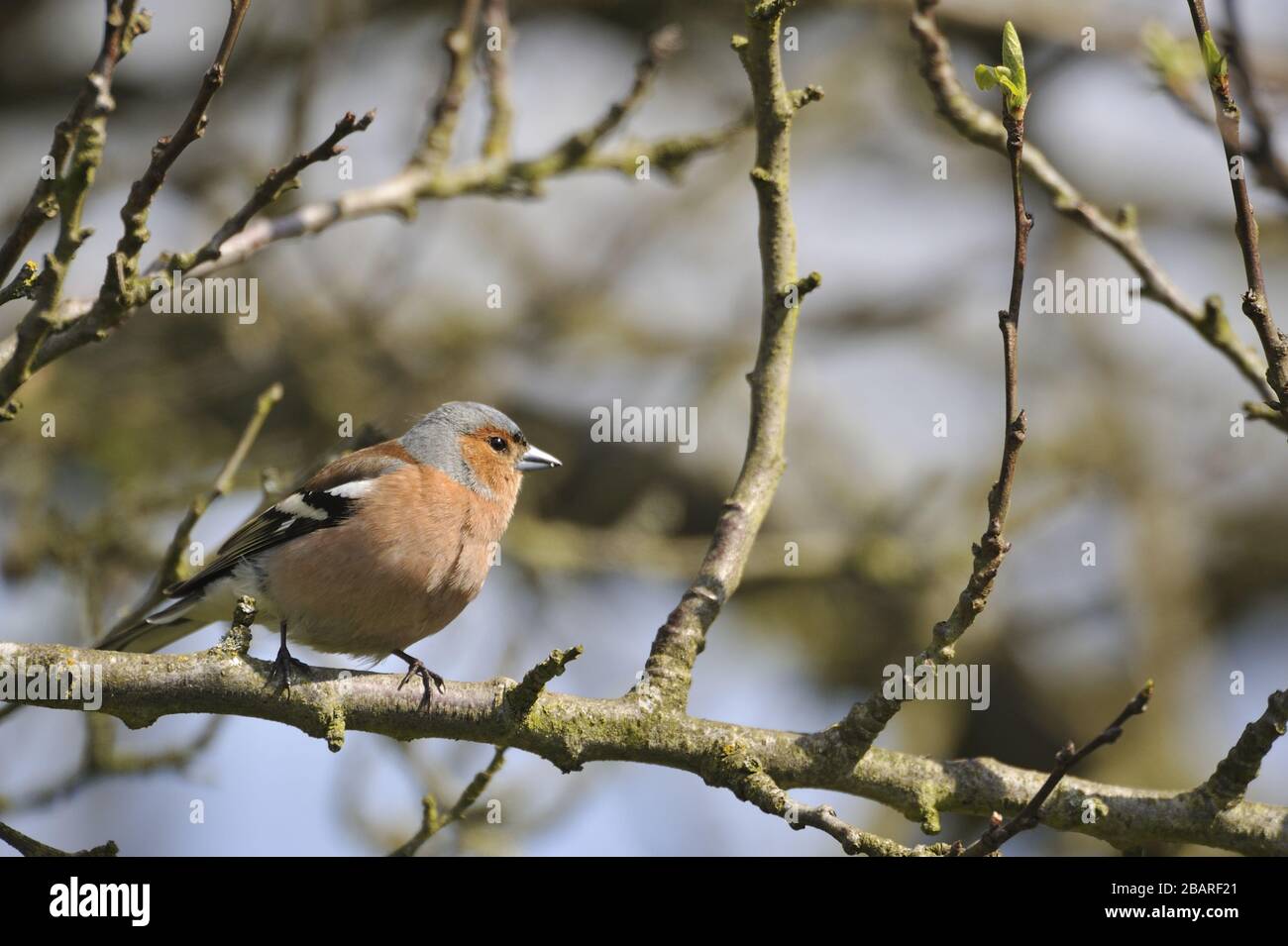 Europeo Chaffinch - comune Chaffinch (Fringilla coelebs) maschio arroccato su un ramo in inverno Belgio Foto Stock