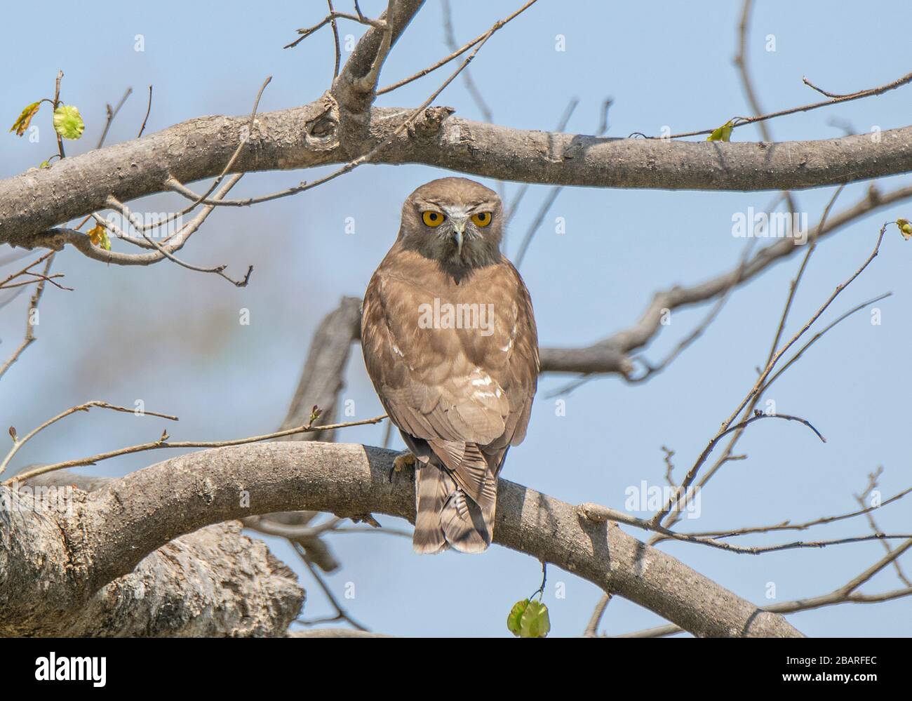 Un falco marrone Owl al Parco Nazionale Jim Corbett, Uttarakhand, India Foto Stock