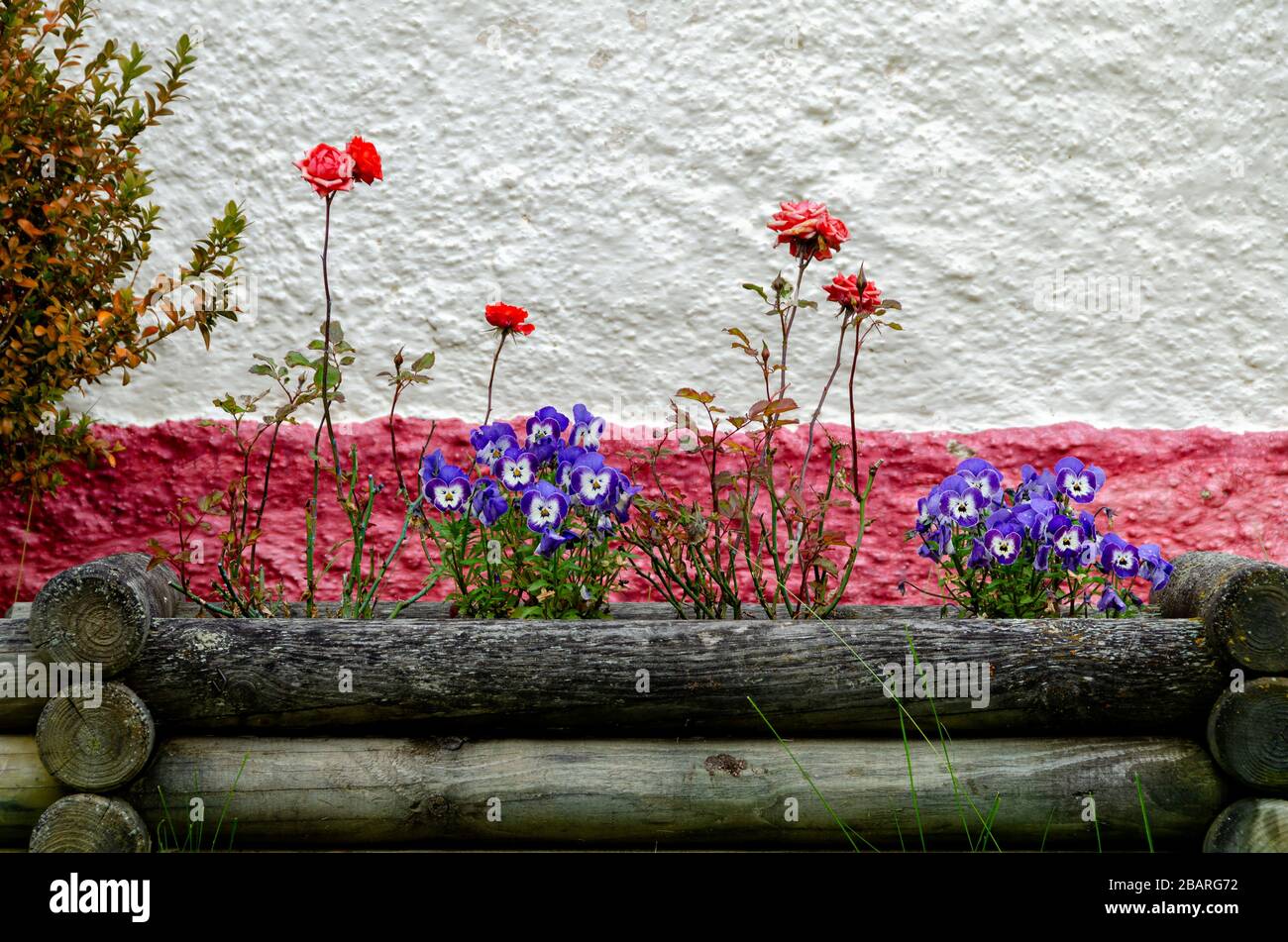 Un flowerbed di legno con fiori che crescono in esso Foto Stock