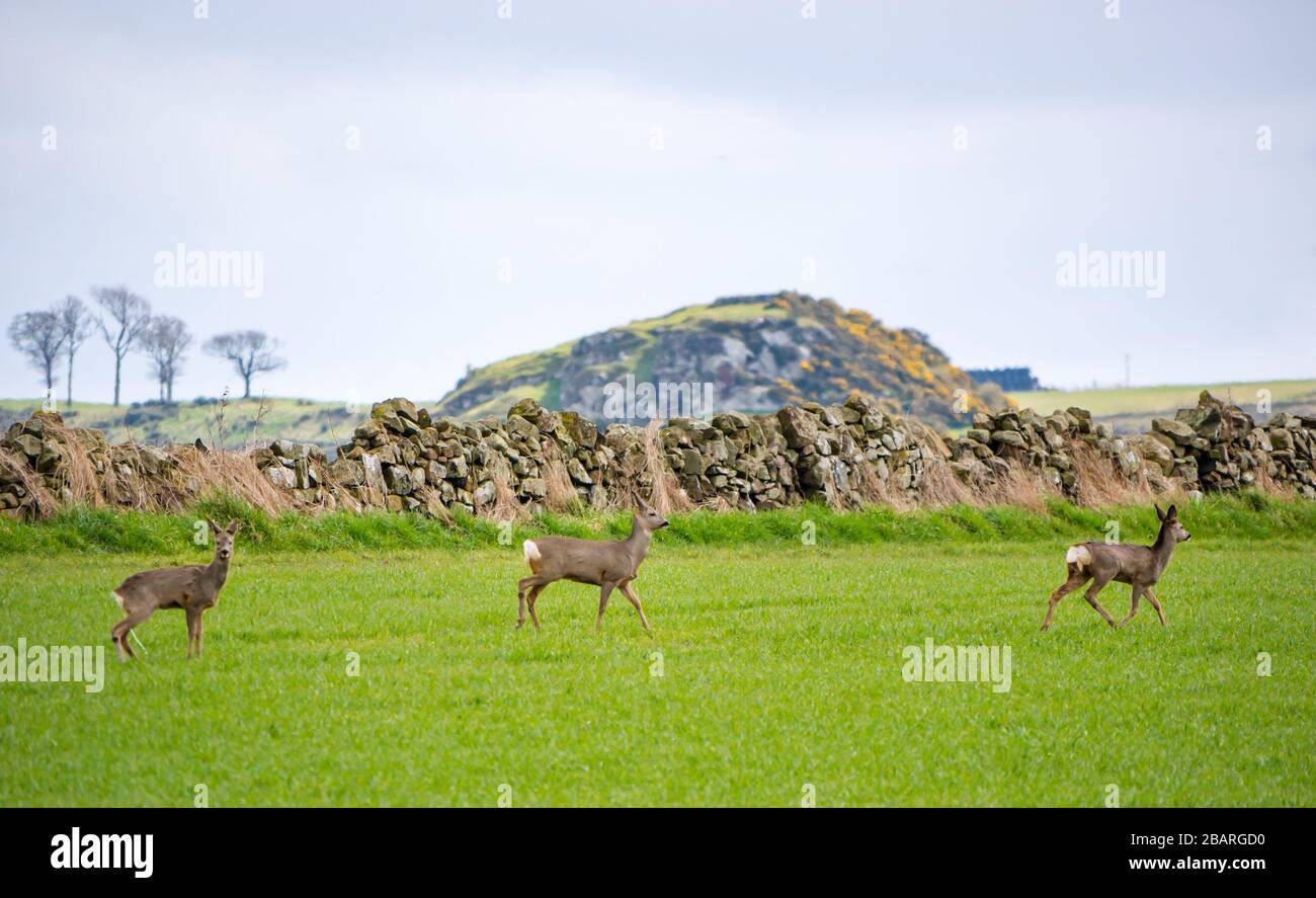 East Lothian, Scozia, Regno Unito. 29th marzo 2020. Tempo Regno Unito: La natura continua come al solito in primavera. Un gruppo di caprioli non è ben mimetizzato contro la breve crescita dei campi coltivati a seminativi Foto Stock