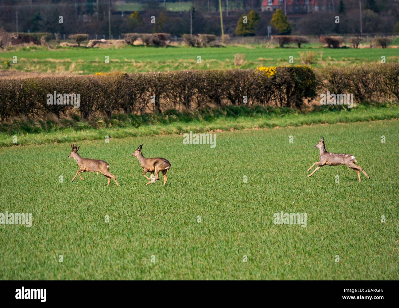 East Lothian, Scozia, Regno Unito, 29th marzo 2020. Tempo Regno Unito: La natura continua come al solito in primavera. Un gruppo di caprioli non sono ben camuffati contro la breve crescita nei campi coltivabili come il fare un trattino fino alla siepe fila Foto Stock