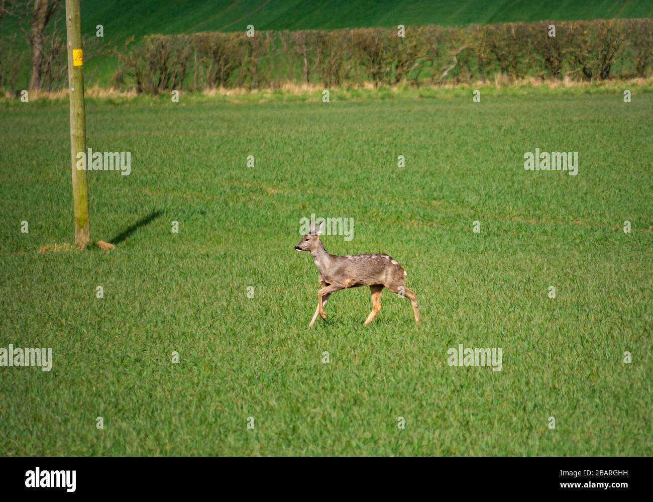East Lothian, Scozia, Regno Unito. 29th marzo 2020. Tempo Regno Unito: La natura continua come al solito in primavera. Un gruppo di caprioli non sono ben camuffati contro la breve crescita nei campi coltivabili come il fare un trattino fino alla siepe fila Foto Stock