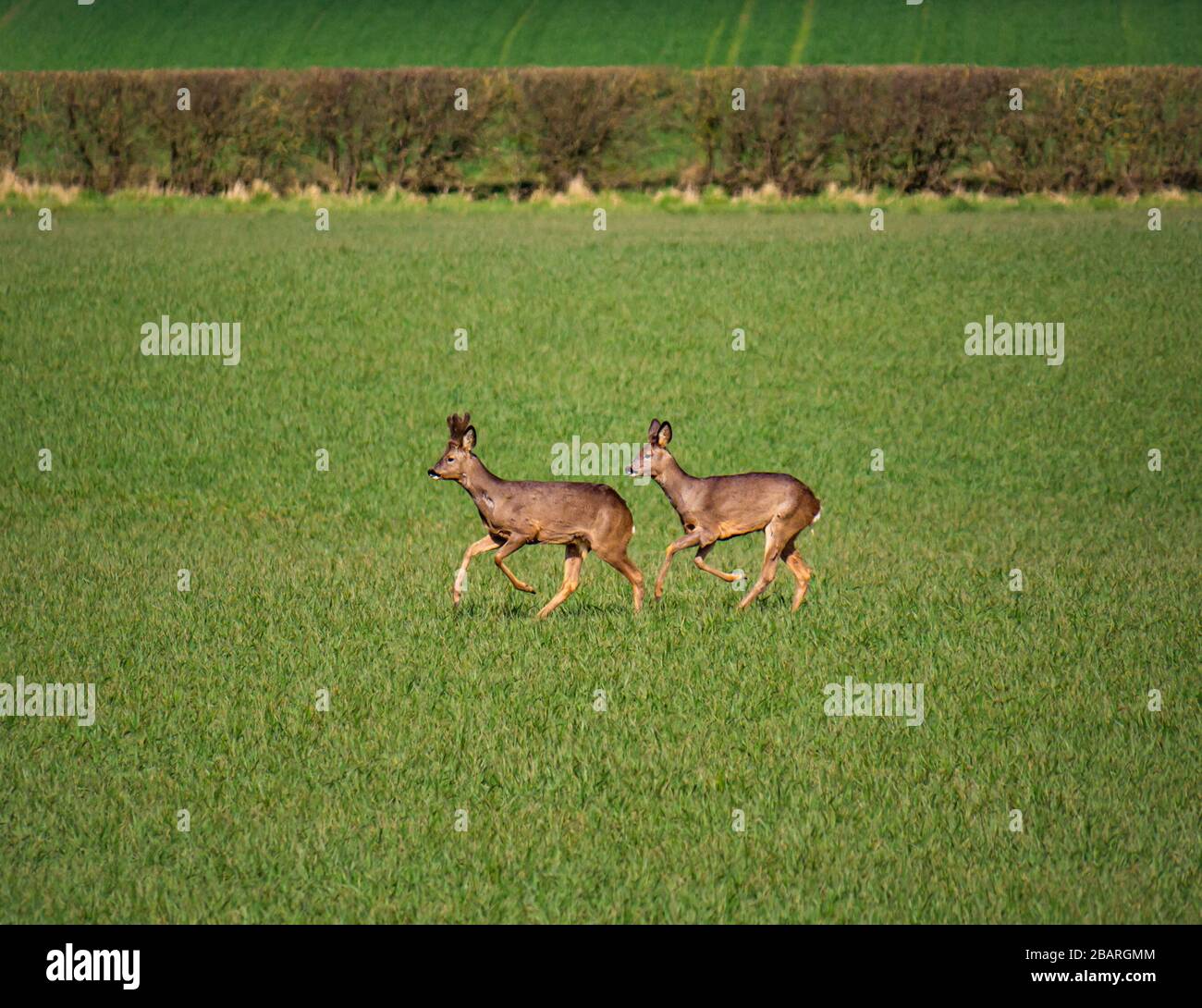 East Lothian, Scozia, Regno Unito. 29th marzo 2020. Tempo Regno Unito: La natura continua come al solito in primavera. Un gruppo di caprioli non sono ben camuffati contro la breve crescita nei campi coltivabili come il fare un trattino fino alla siepe fila Foto Stock