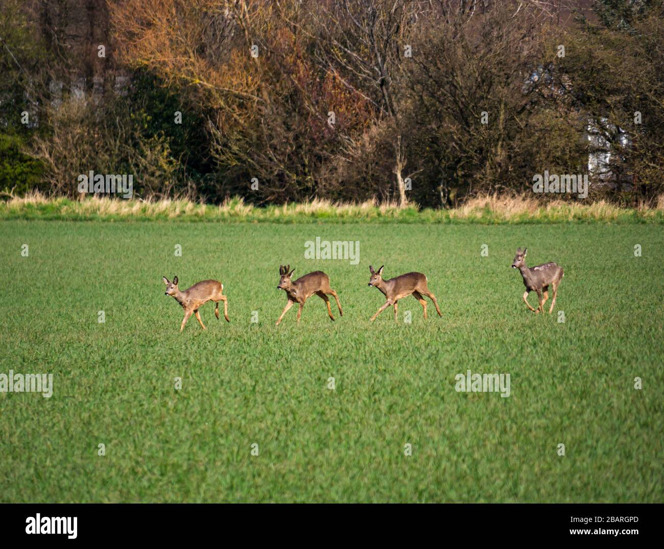 East Lothian, Scozia, Regno Unito. 29th marzo 2020. Tempo Regno Unito: La natura continua come al solito in primavera. Un gruppo di caprioli non sono ben camuffati contro la breve crescita nei campi coltivabili come il fare un trattino fino alla siepe fila Foto Stock