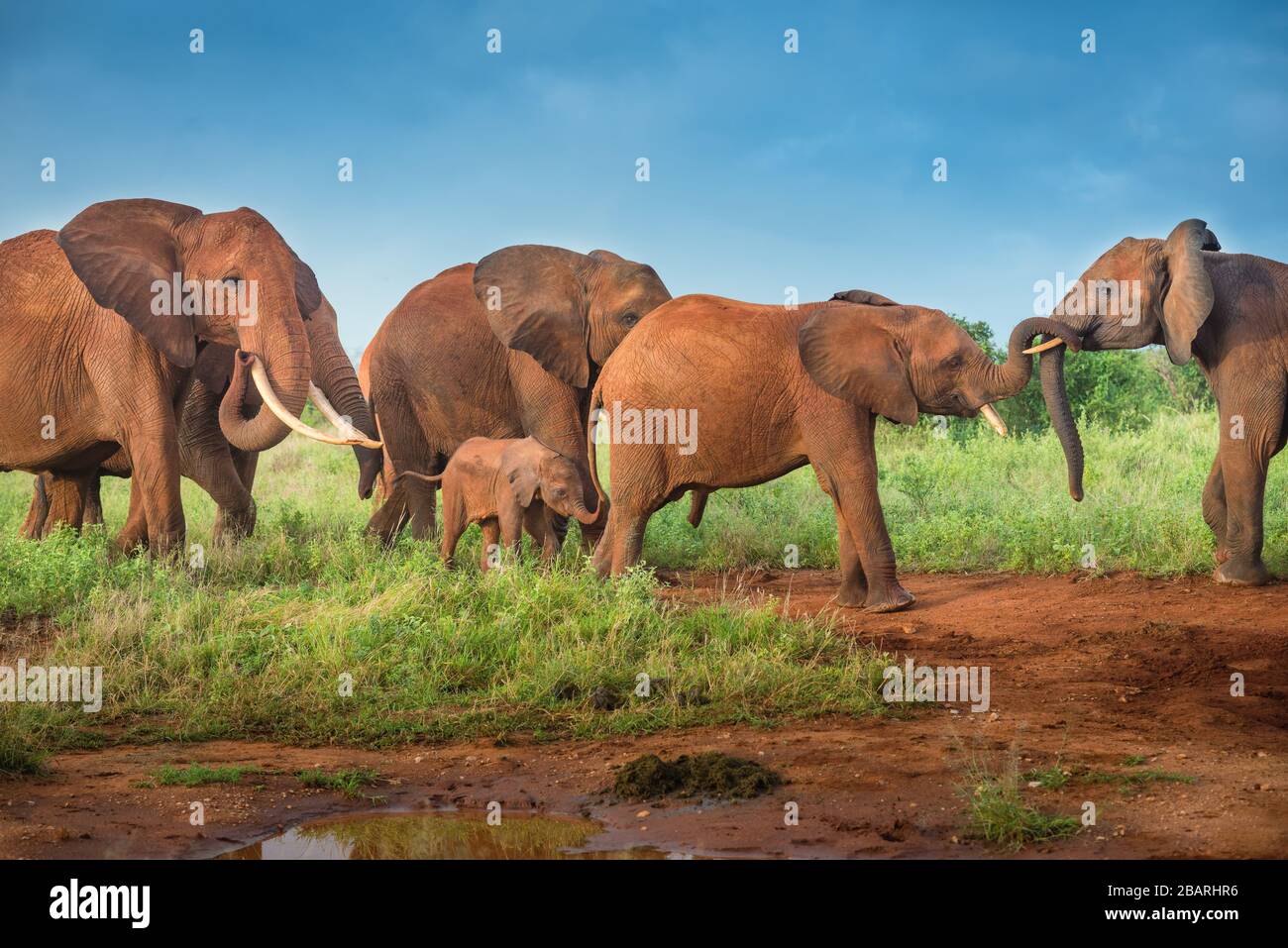 Mazzo di elefanti rossi africani nella savana, viaggi Africa Kenya safari tour in Tanzania, famiglia di elefanti nella natura selvaggia in Uganda Tsavo Est, Ambosel Foto Stock