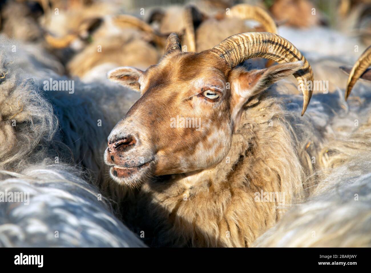 Primo piano della testa di una pecora di Drent Heath con corna, nel mezzo di un gregge di pecore. Drents heideschaap. Foto Stock