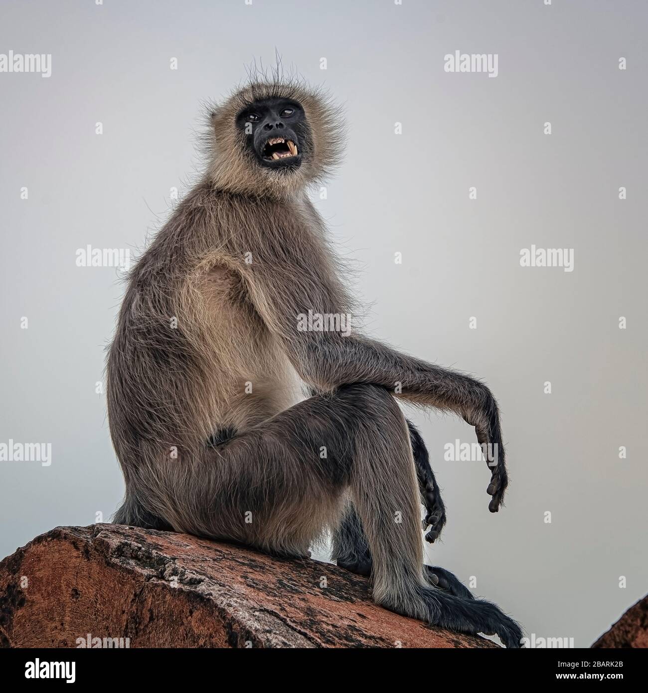 Scimmia macaque selvatica in Rajasthan, India Foto Stock