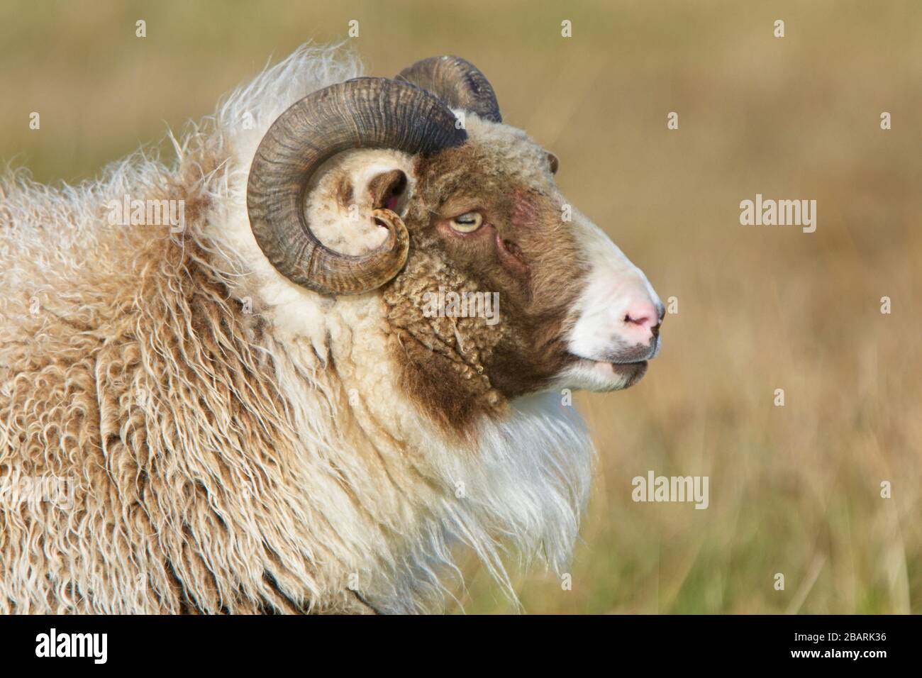 Pecore addomesticate in una fattoria Shetland, Scozia, Regno Unito. Foto Stock