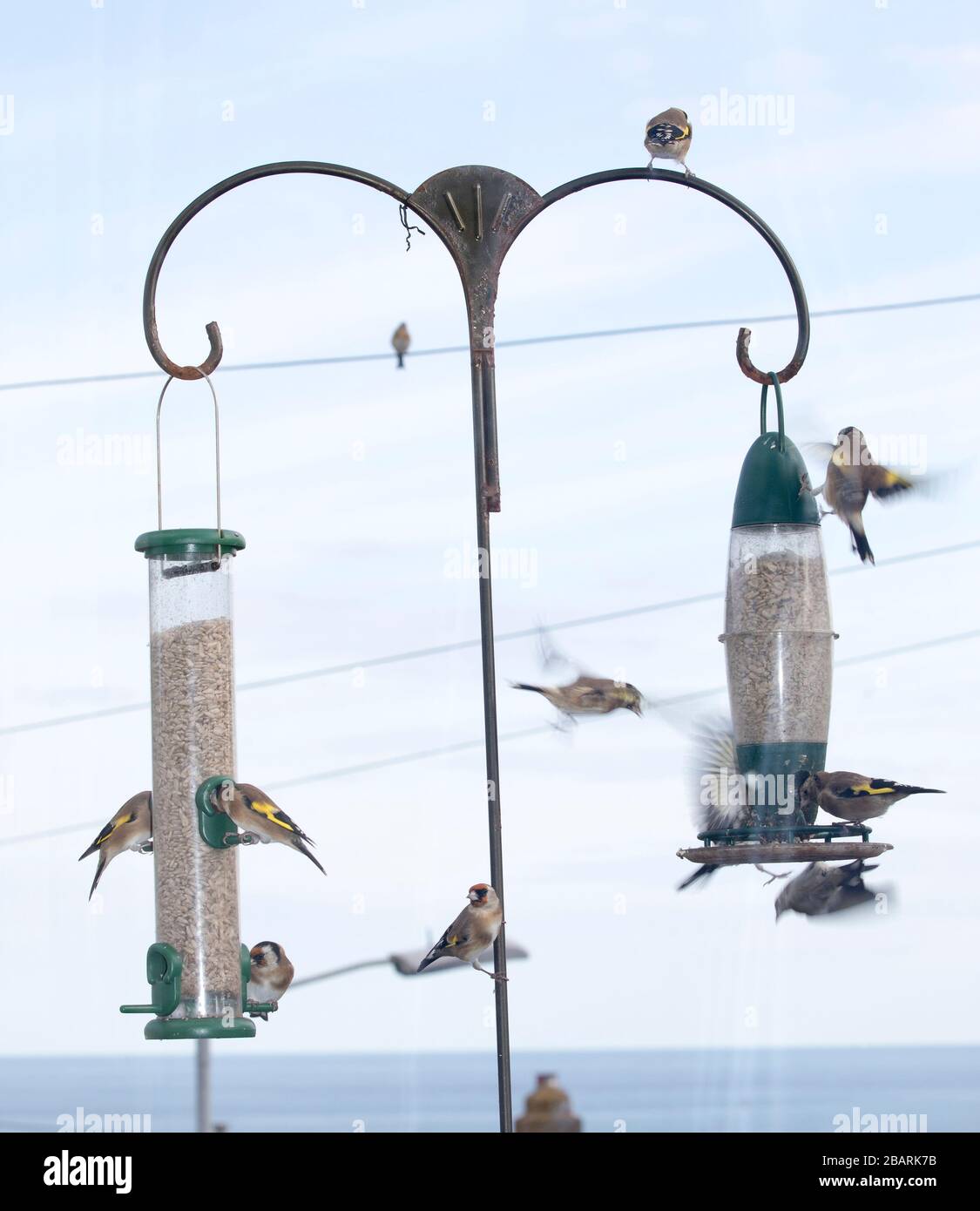 European Goldfinch (Carduelis carduelis) Flock su alimentatori di girasole, Penzance, Cornovaglia, Regno Unito. Foto Stock