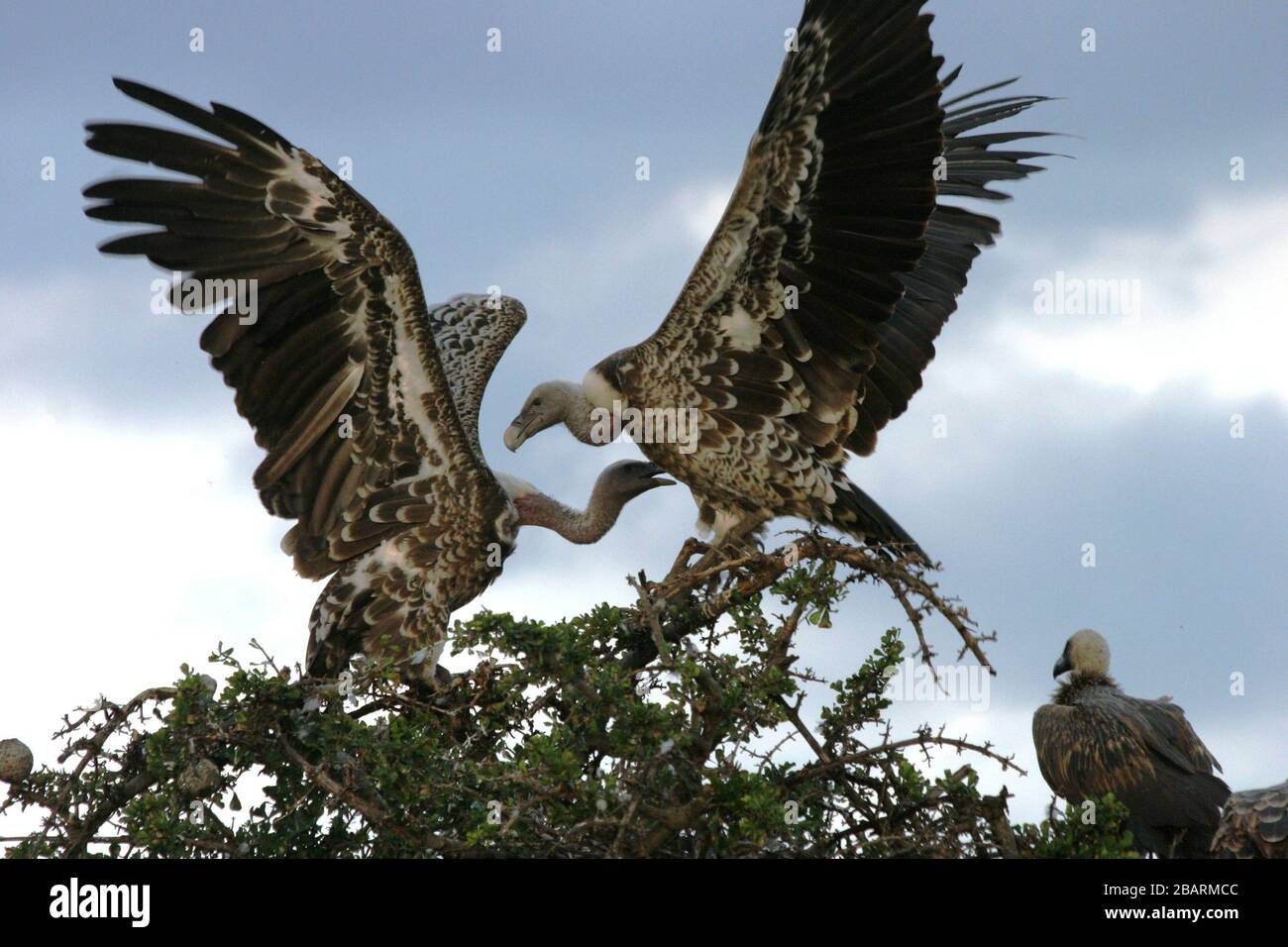 Avvoltoi bianchi (Gyps africanus) interagenti, Masai-Mara Game Reserve, Kenya Foto Stock